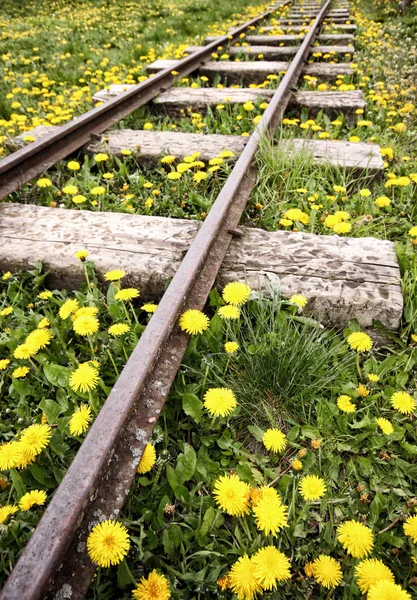 Πικραλίδες στη σιδηροδρομική — Φωτογραφία Αρχείου