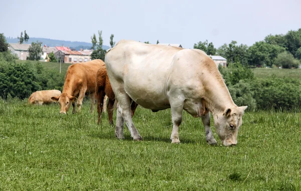Pocos pastos de vacas —  Fotos de Stock