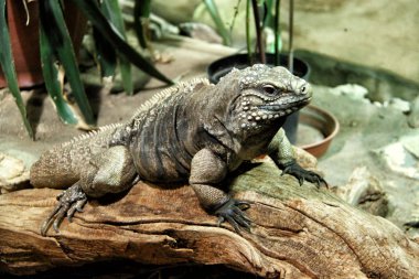 Teraryumda iguana