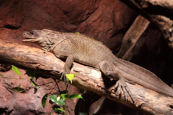 Iguana no ramo — Fotografia de Stock