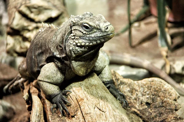 Leguan-Porträt auf dem Holz — Stockfoto