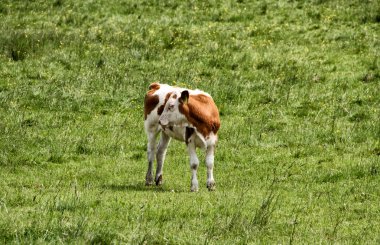 Sivilceli genç inek