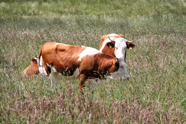 Vacas manchadas en hierba alta —  Fotos de Stock