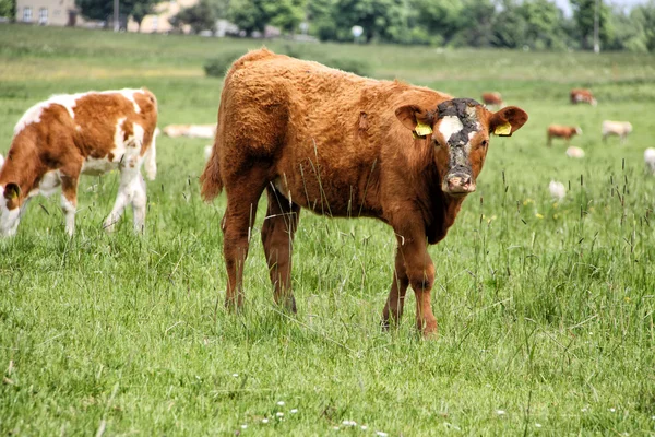 Vaca marrón joven sucia —  Fotos de Stock