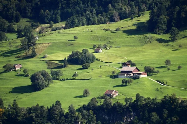 Schweiziska gräsmark — Stockfoto