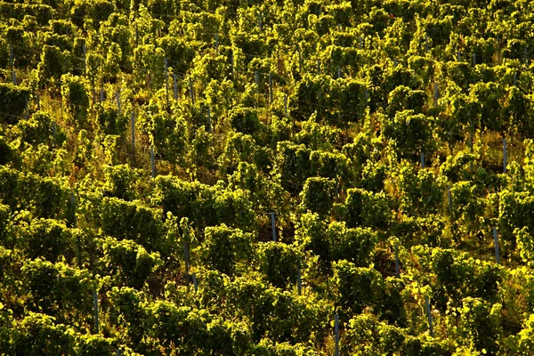 Vineyard background — Stock Photo, Image