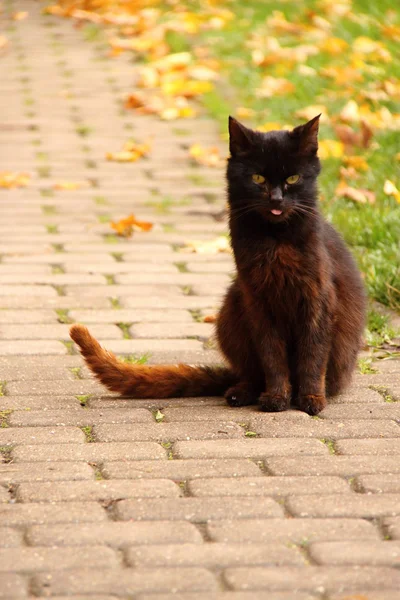 Gatto nero sulla pavimentazione — Foto Stock