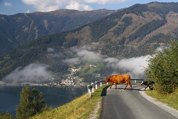 Αγελάδα στο δρόμο — Φωτογραφία Αρχείου
