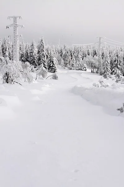 Forest with frozen power line — Stock Photo, Image