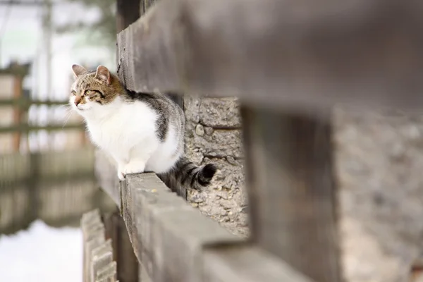 Gatto seduto sulla trave di legno — Foto Stock