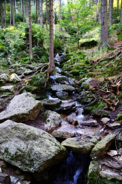 Küçük orman akarsu