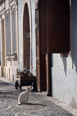 eski eve oturan beyaz kedi