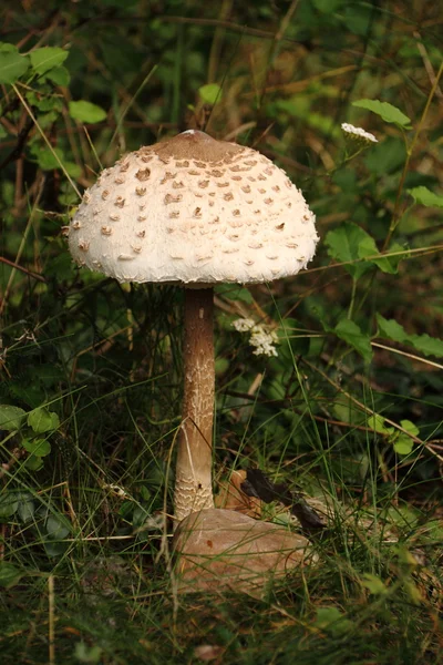 Paddenstoel — Stockfoto