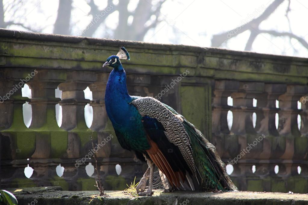Peacock in the wall