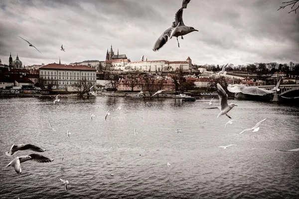 Prag Kalesi ile kuşlar — Stok fotoğraf