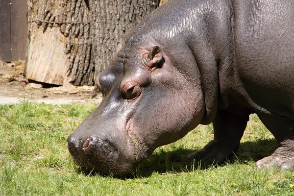 Leder af Hippopotamus - Stock-foto