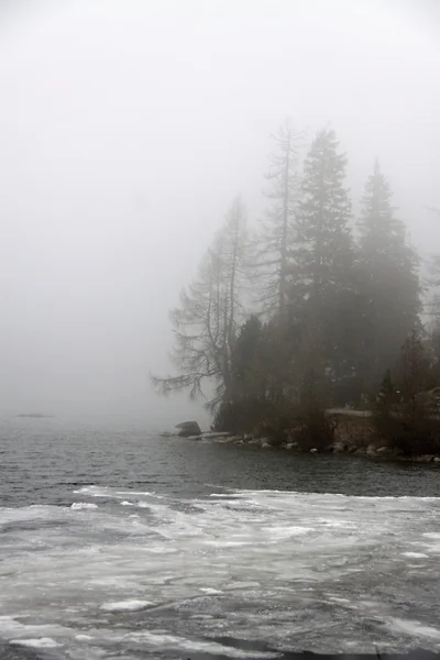 Bomen in de mist — Stockfoto
