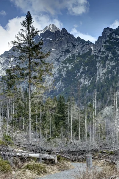 Trees broken — Stock Photo, Image