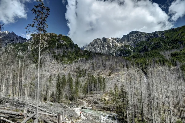 Dead trees — Stock Photo, Image