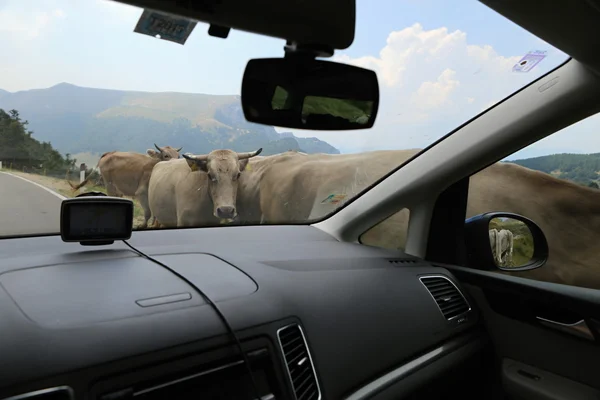 Kühe aus dem Auto — Stockfoto