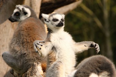 Magic lemur with open hands clipart