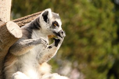 Hayret lemur ağzını holding