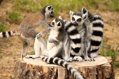 Lemurlar yığını