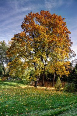 renkli sonbahar ağacı