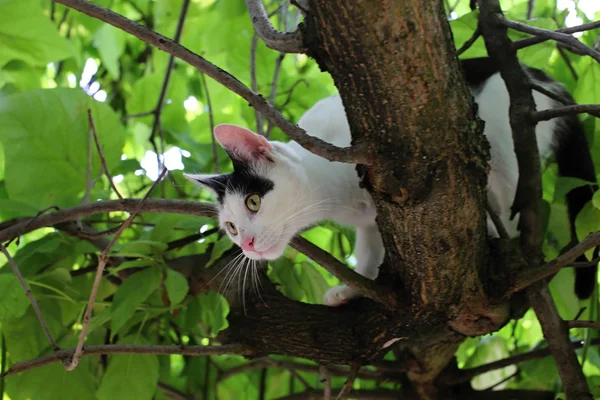 Gatto sull'albero — Foto Stock