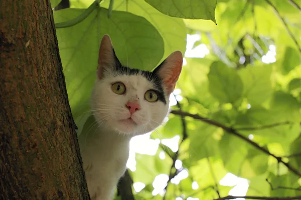 Gatto che guarda l'albero — Foto Stock