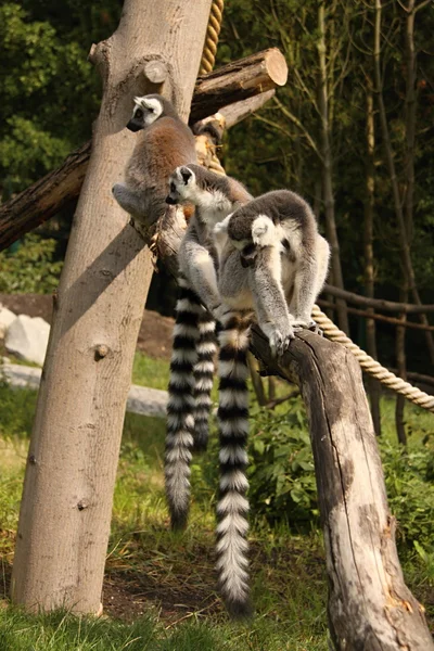 Lémures en la rama — Foto de Stock