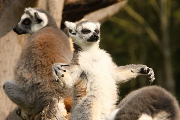 Magische lemur met open handen — Stockfoto