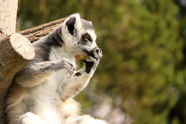 Lémur asombrado sosteniendo su boca — Foto de Stock