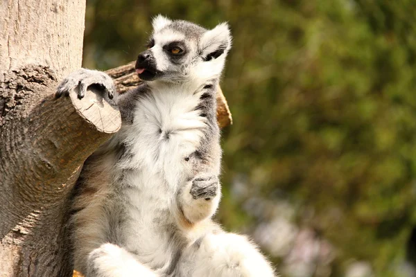 Lemur patrząc z obrazu — Zdjęcie stockowe