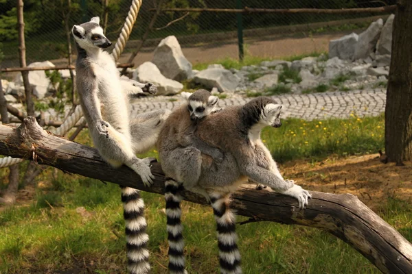 Lemur rodzina na drzewie — Zdjęcie stockowe