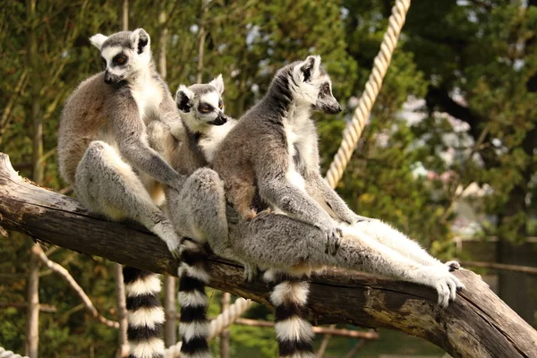 Trzech lemury trzymając się nawzajem — Zdjęcie stockowe