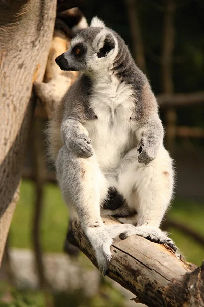 Lémure solteiro sentado no tronco — Fotografia de Stock