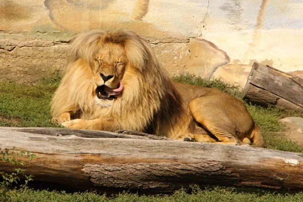 Léchage Lion couché au soleil — Photo