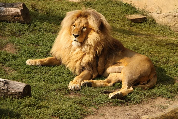 León reclinado en la hierba —  Fotos de Stock