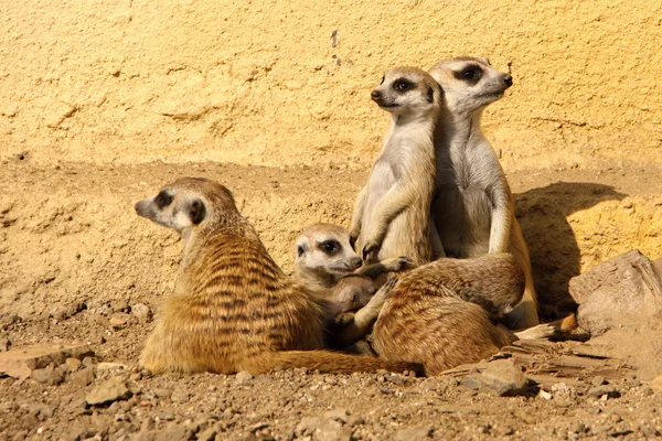 Grupo de suricados — Fotografia de Stock