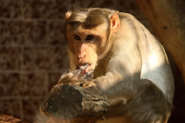 Monkey licking finger
