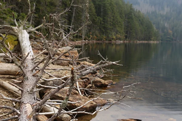 Árbol muerto junto al lago — Foto de Stock