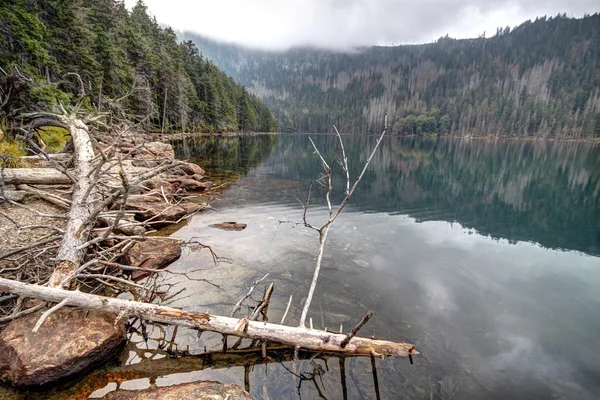 Árboles colocados junto al lago — Foto de Stock