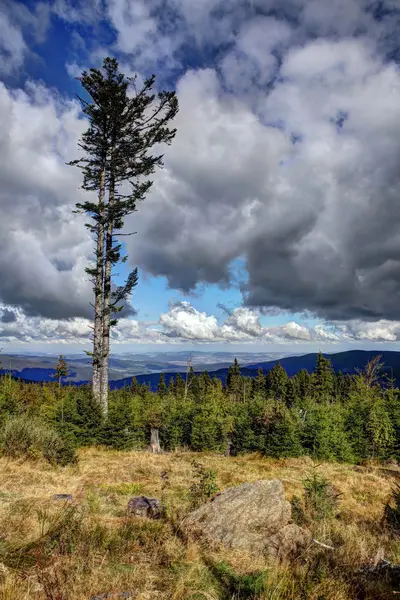 Un seul arbre sur les montagnes — Photo