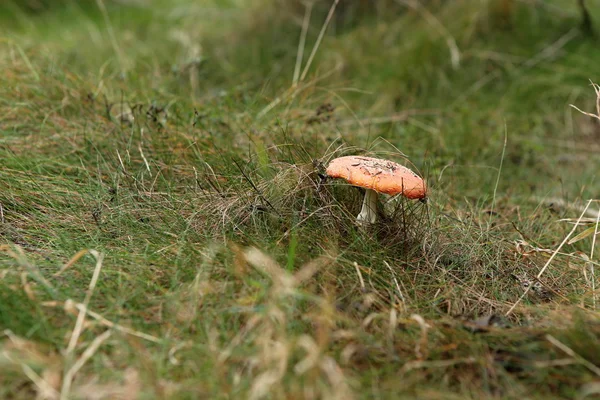 Champignon dans l'herbe — Photo
