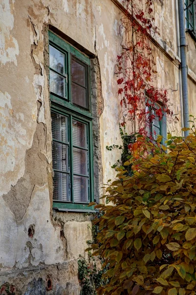 Vieja ventana con arbusto — Foto de Stock