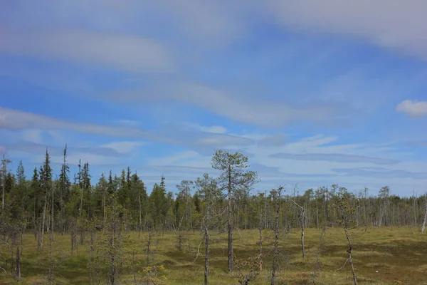 Ett Träsk Med Döda Träd Utkanten Skogen — Stockfoto