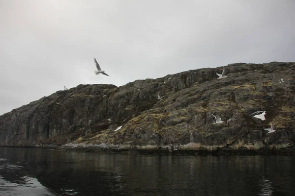 Flight Seagull Coast Kola Peninsula Barents Sea — Stock Photo, Image