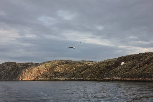 Fiskmåsarnas Flykt Kolahalvöns Kust Barents Hav — Stockfoto