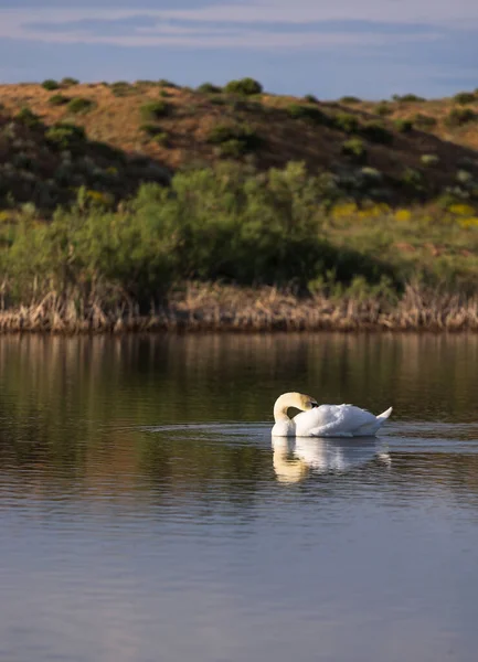 Ein Junger Weißer Schwan Putzt Federn See — Stockfoto